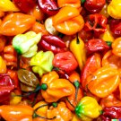 Habanero Pepper Rainbow Mix 20 Seeds Habanero Pepper Rainbow Mix 20 Seeds