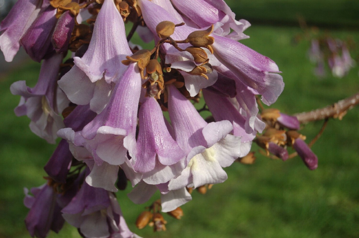 Royal Empress Tree Paulownia tomentosa 100 seeds