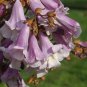 Royal Empress Tree Paulownia tomentosa 100 seeds