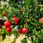 Pomegranate Punica granatum 25 Seeds