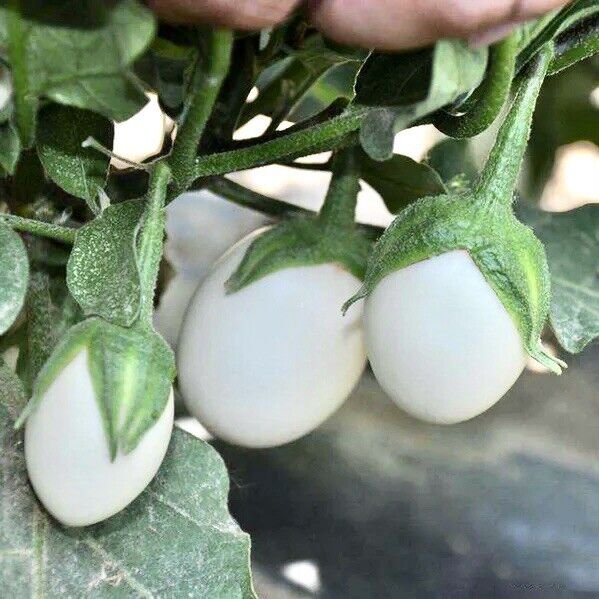20+ White Egg Plant Seeds