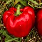 30+ Sweet Big Red Pepper Seeds