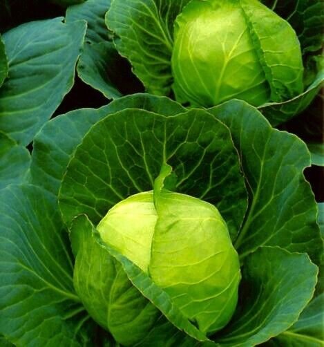 100+ Golden Acre Cabbage Seeds