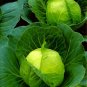 100+ Golden Acre Cabbage Seeds