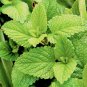 300+ Spearmint Seeds
