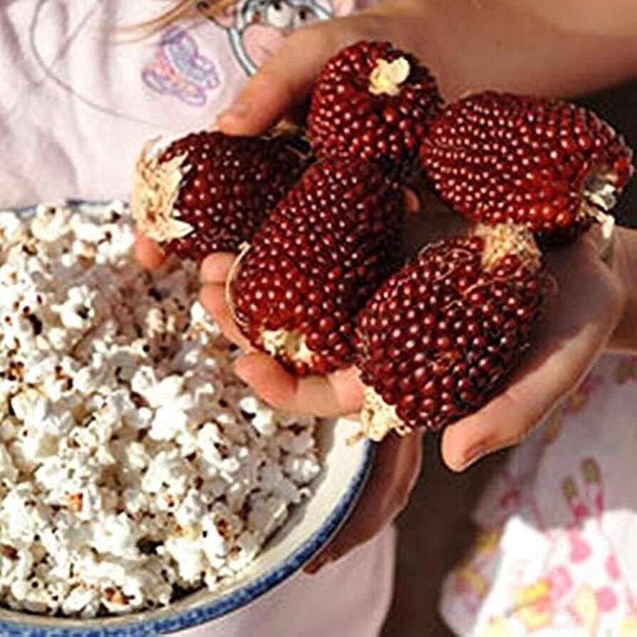 25+ Strawberry Popcorn Corn Seeds