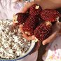 25+ Strawberry Popcorn Corn Seeds