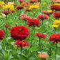 200+ Zinnia Seeds