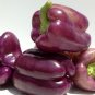 30 Sweet Lilac Bell Pepper Seeds
