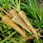 200+ Hollow Crown Parsnip Seeds