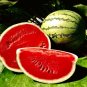 25+ Crimson SWEET Watermelon Seeds
