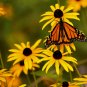 500+ Rudbeckia Seeds- Black Eye Susan