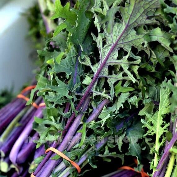 500+ Kale Red Russian Seeds