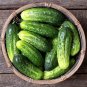 30 Arkansas Little Leaf Cucumber Seeds