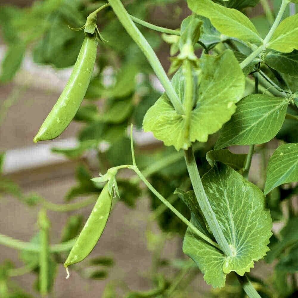 30 Sugar Snap Pea Seeds