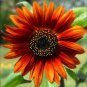 20 Hybrid Orange Sunflower Seeds