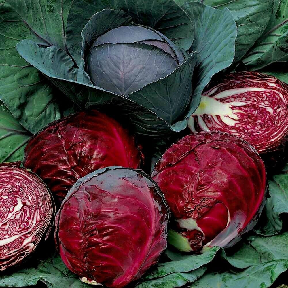 Red Acre Cabbage Seeds