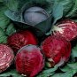 Red Acre Cabbage Seeds