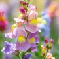 300 Snapdragon Northern Lights Mix Seeds