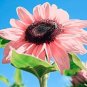 20+ Seeds Pink Sunflowers Rare