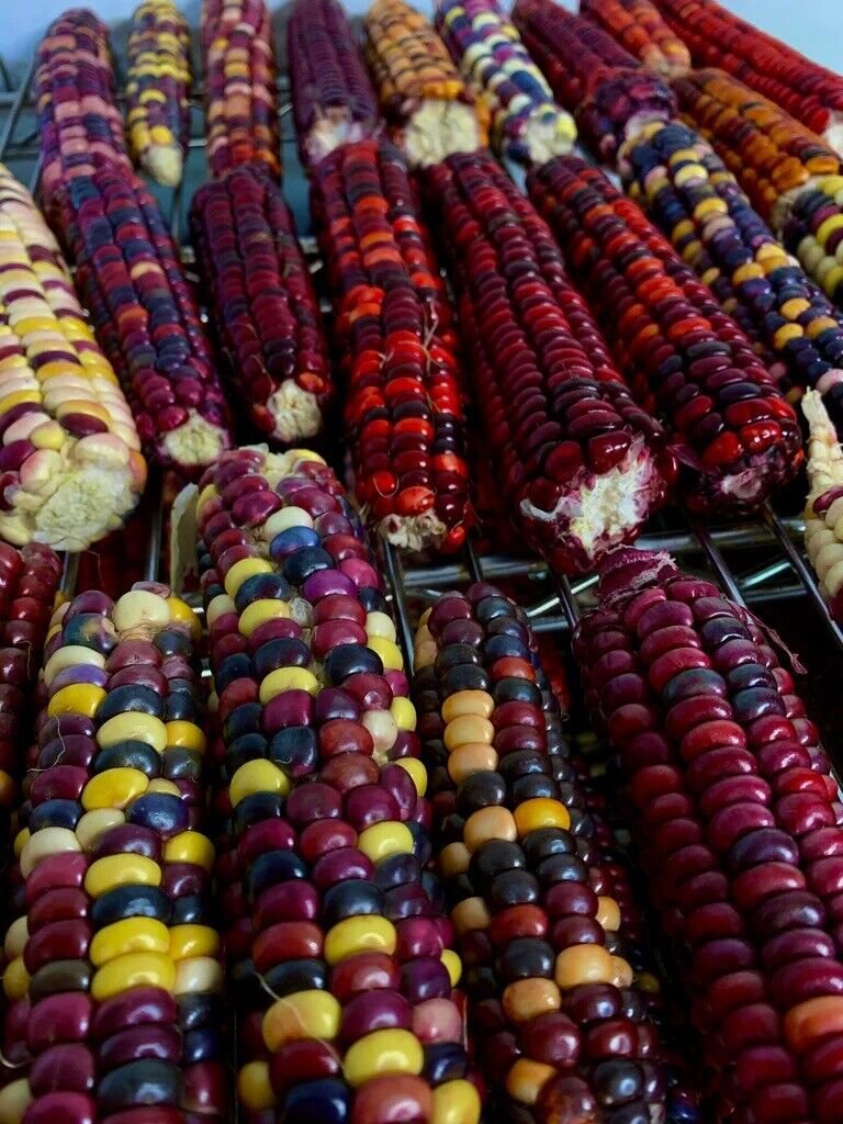 25 Painted Mountain Corn Seeds