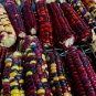 25 Painted Mountain Corn Seeds