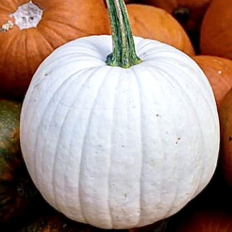 RARE Casper White Pumpkin Seeds 20 NON-GMO