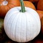 RARE Casper White Pumpkin Seeds 20 NON-GMO