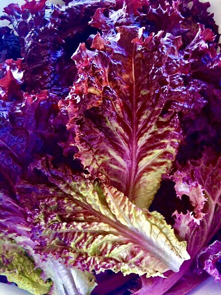 200+Lolla Rossa Lettuce Seeds