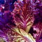 200+Lolla Rossa Lettuce Seeds