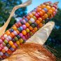25+ Glass Gem Indian Corn Seeds For Planting Beautiful And Vibrant