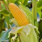 50 Sweet Golden Bantam Corn Seeds