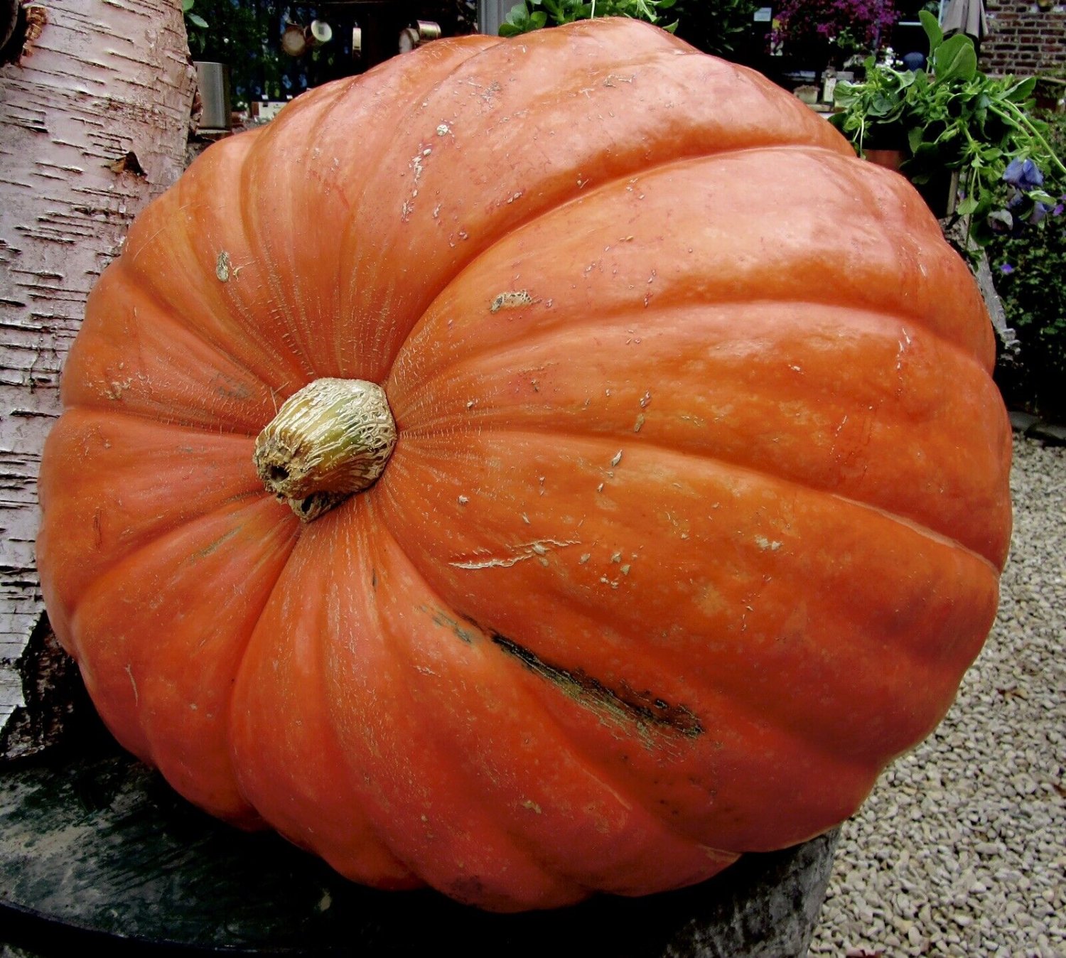 15 Big Max Treated Pumpkin Seeds