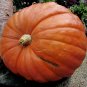 15 Big Max Treated Pumpkin Seeds