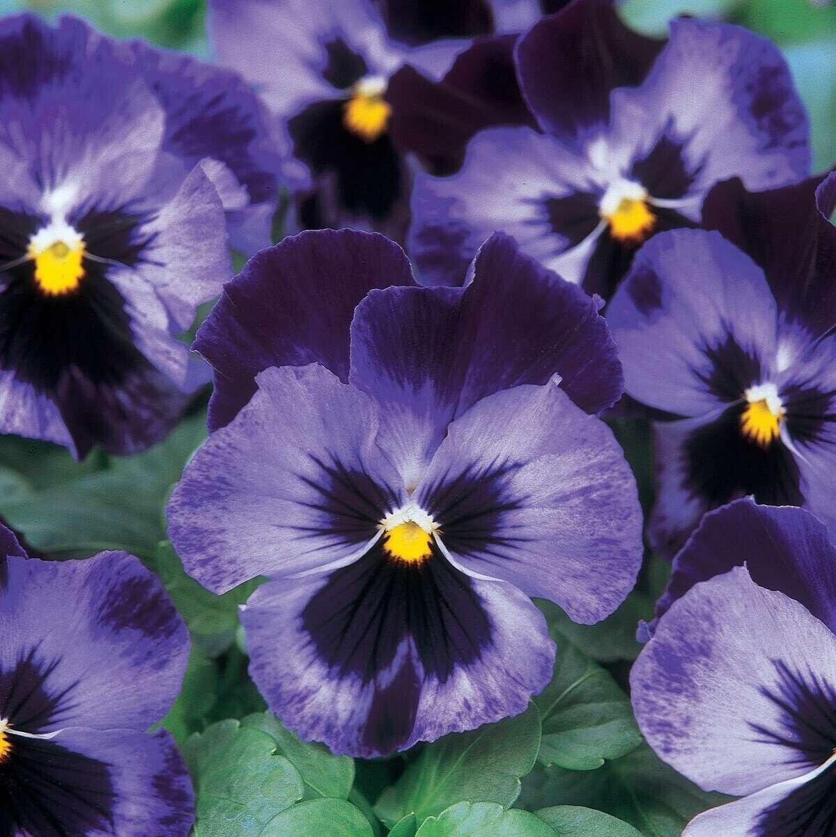 20+ Pansy Seeds
