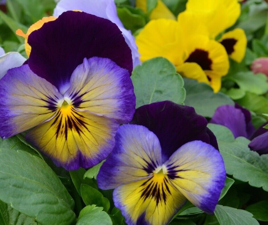 20 Cool Wave Edition Pansy Seeds
