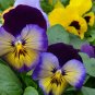 20 Cool Wave Edition Pansy Seeds
