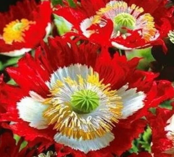 20 FLAG FLOWER SEEDS