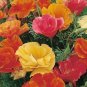 20+ CALIFORNIA BELLS seeds