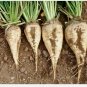 Sugar Seeds Ct Garden HEIRLOOM