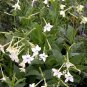 20+ Alata - Flowering Tobacco