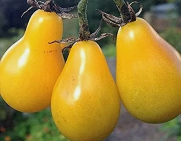 20+ Pear Seeds