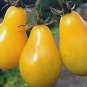 20+ Pear Seeds