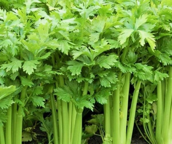 20 Utah Celery GMO