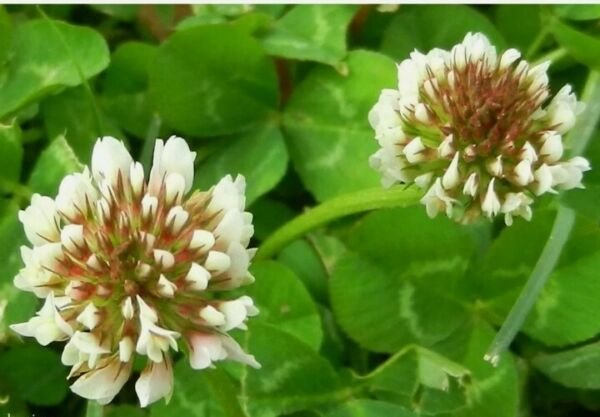 20 WHITE PERENNIAL seeds