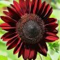 10 Seeds Cherry