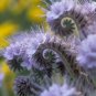 20+ phacelia TANSY seeds
