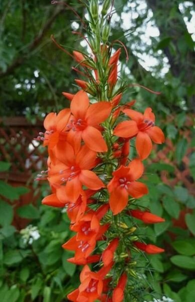 20 cypress TOLERANT