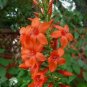 20 cypress TOLERANT