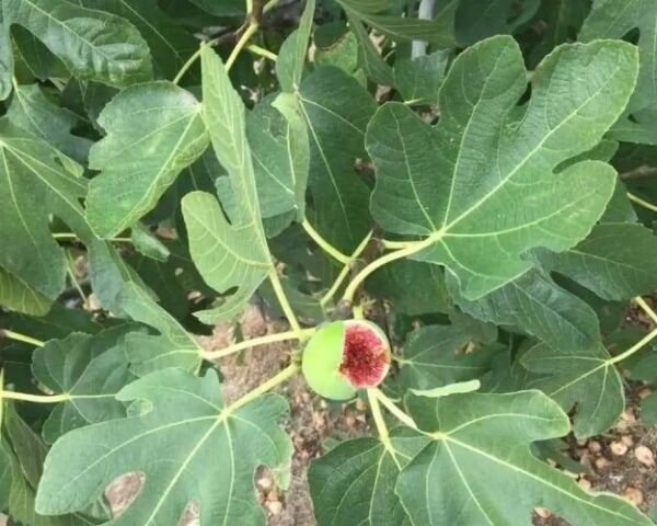 10 Fig Seeds